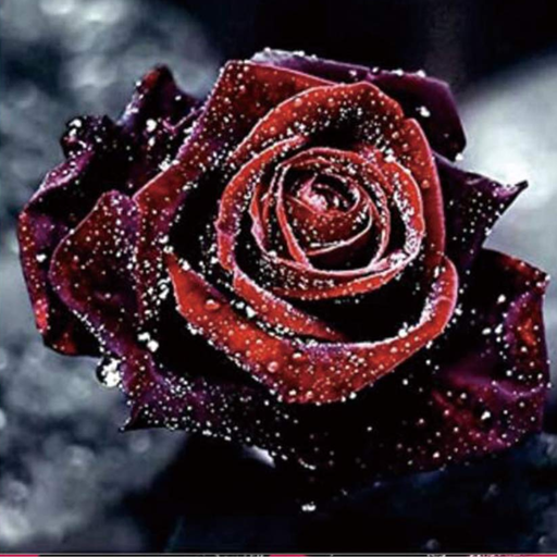 [K016] Pintura De Diamantes Para El Hogar Cuadro De Rosa